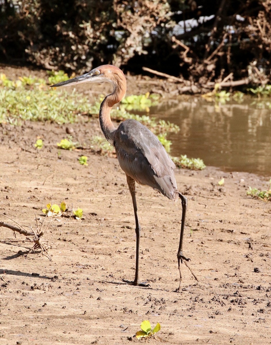 Goliath Heron - Adam Dudley