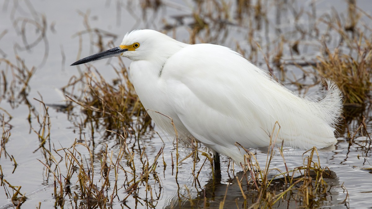 Snowy Egret - Jim Gain