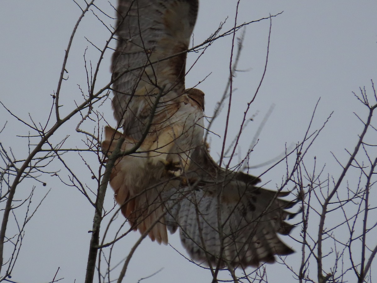 Red-tailed Hawk - ML300293231