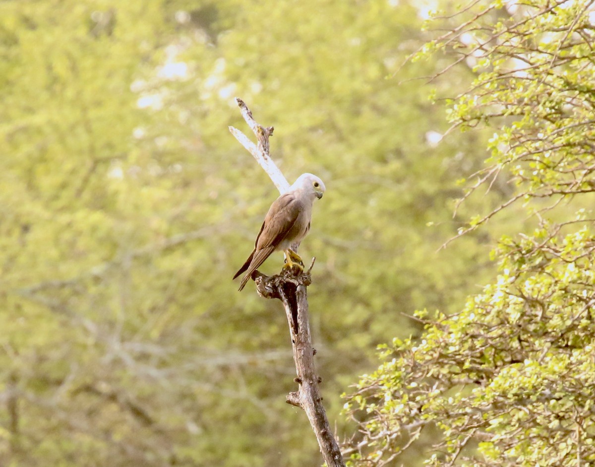 Dickinson's Kestrel - Adam Dudley