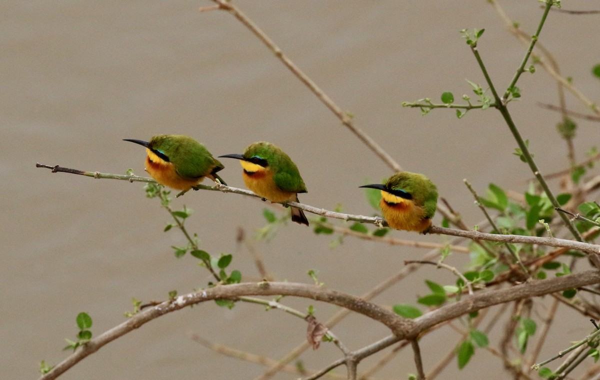 Little Bee-eater - Adam Dudley