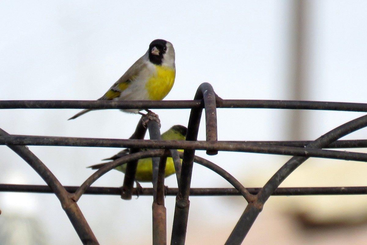 Lawrence's Goldfinch - ML300296311