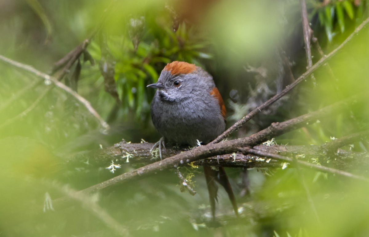 Apurimac Spinetail - ML300296701