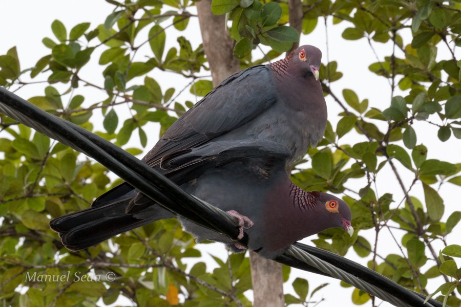 Scaly-naped Pigeon - ML30029681