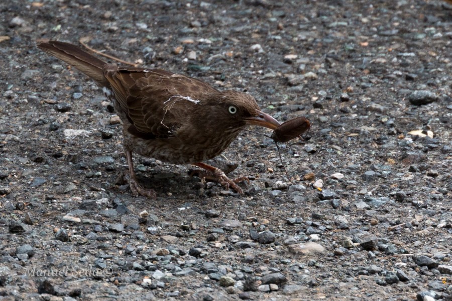 Pearly-eyed Thrasher - ML30029701