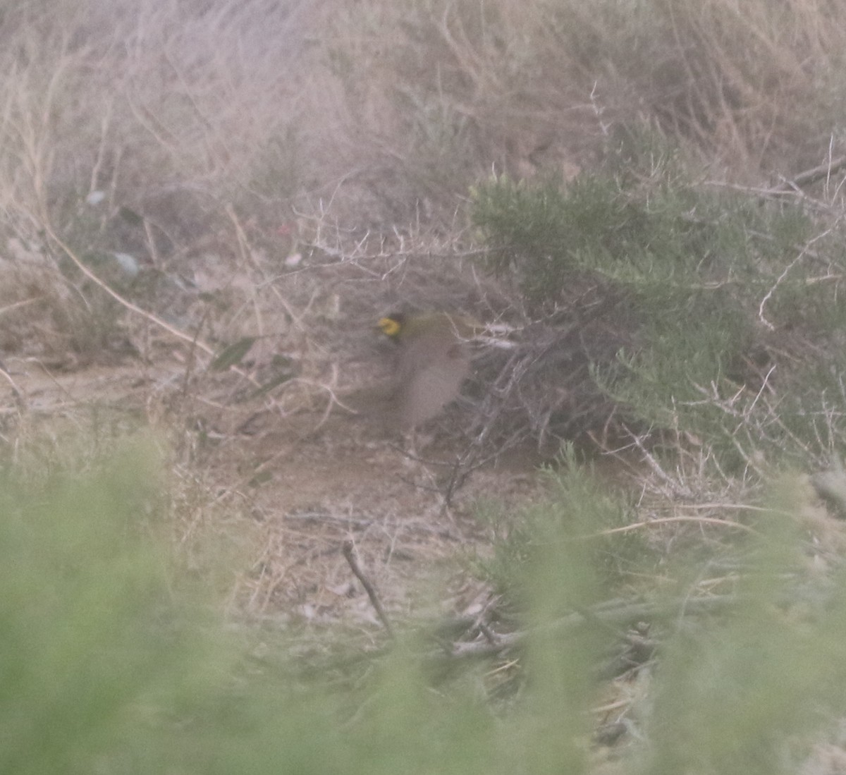 Hooded Warbler - ML300297091
