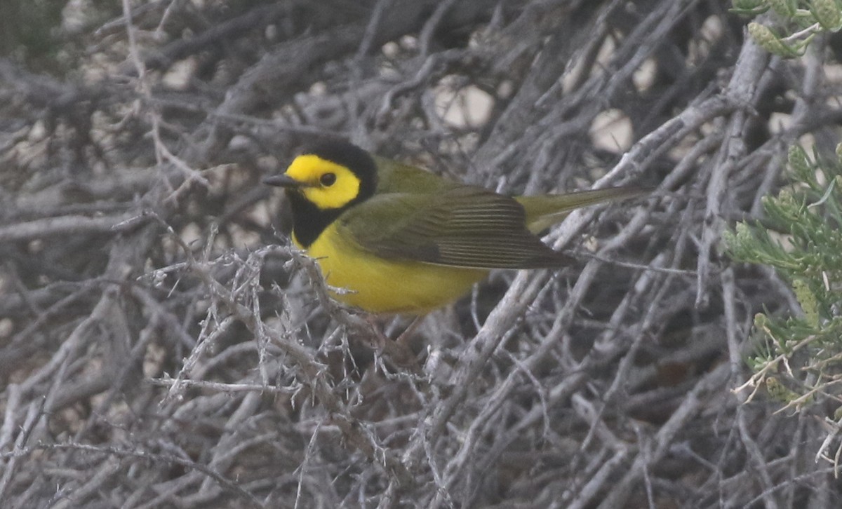Hooded Warbler - ML300297141