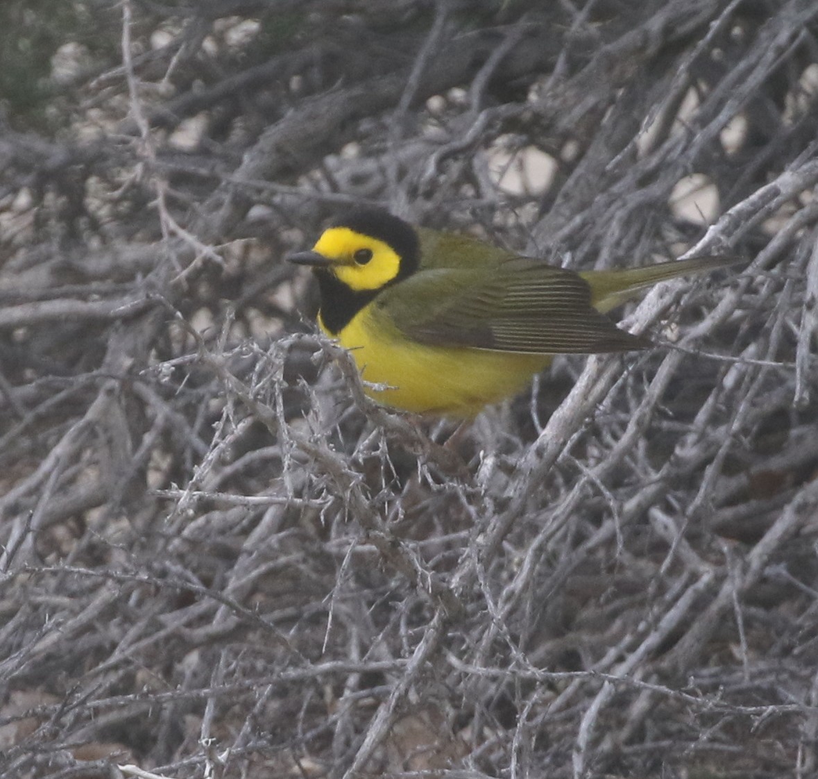 Hooded Warbler - ML300297151