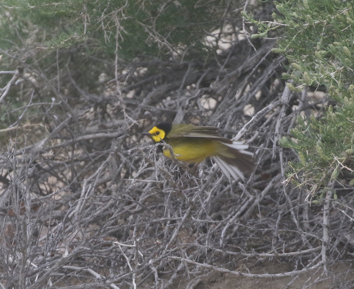 Hooded Warbler - ML300297171
