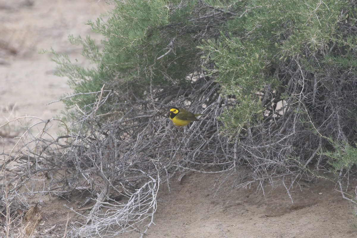 Hooded Warbler - ML300297181