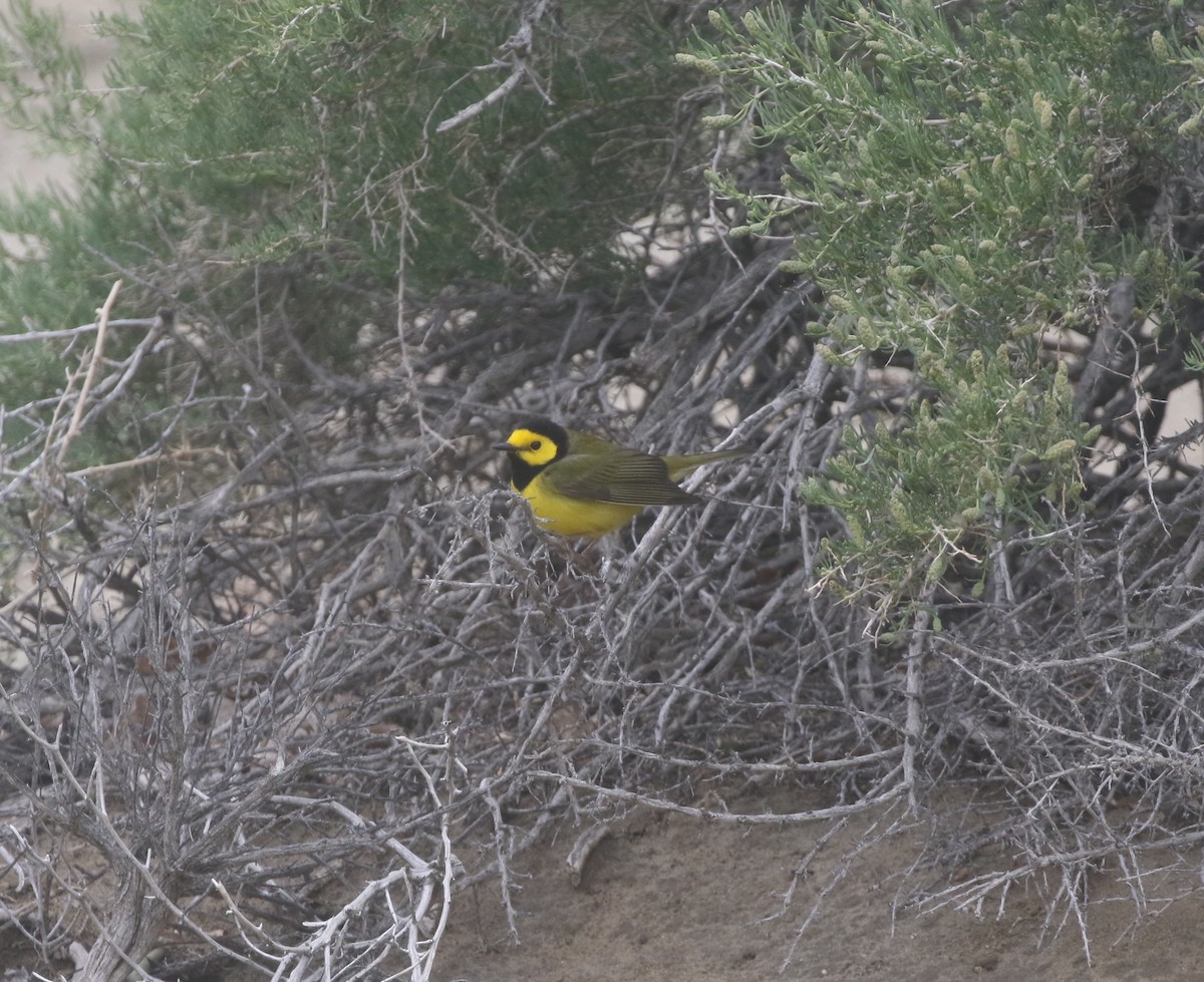 Hooded Warbler - ML300297191