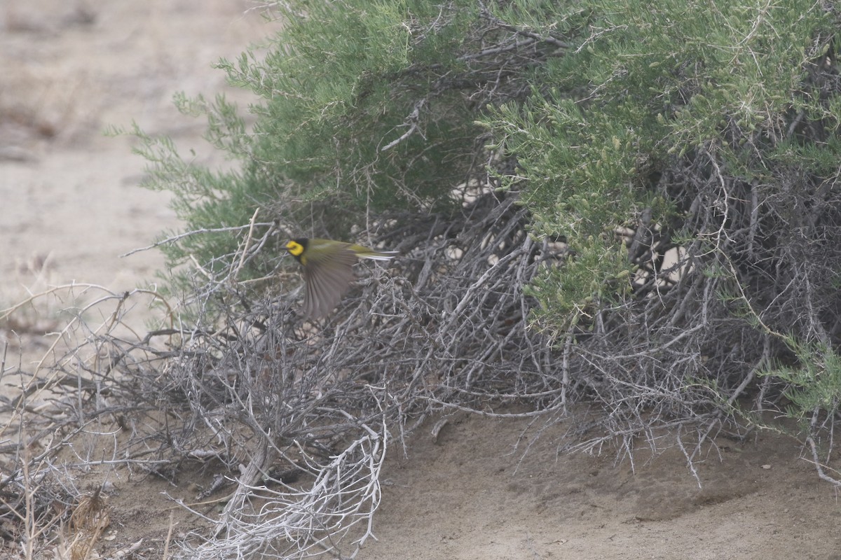 Hooded Warbler - ML300297271