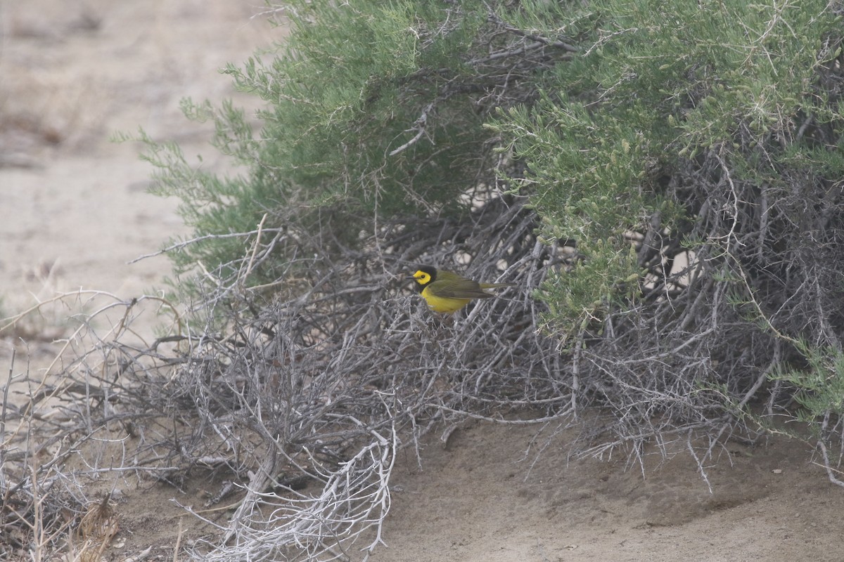 Hooded Warbler - ML300297291