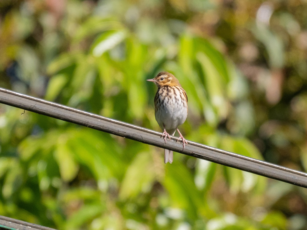 Olive-backed Pipit - ML300297461