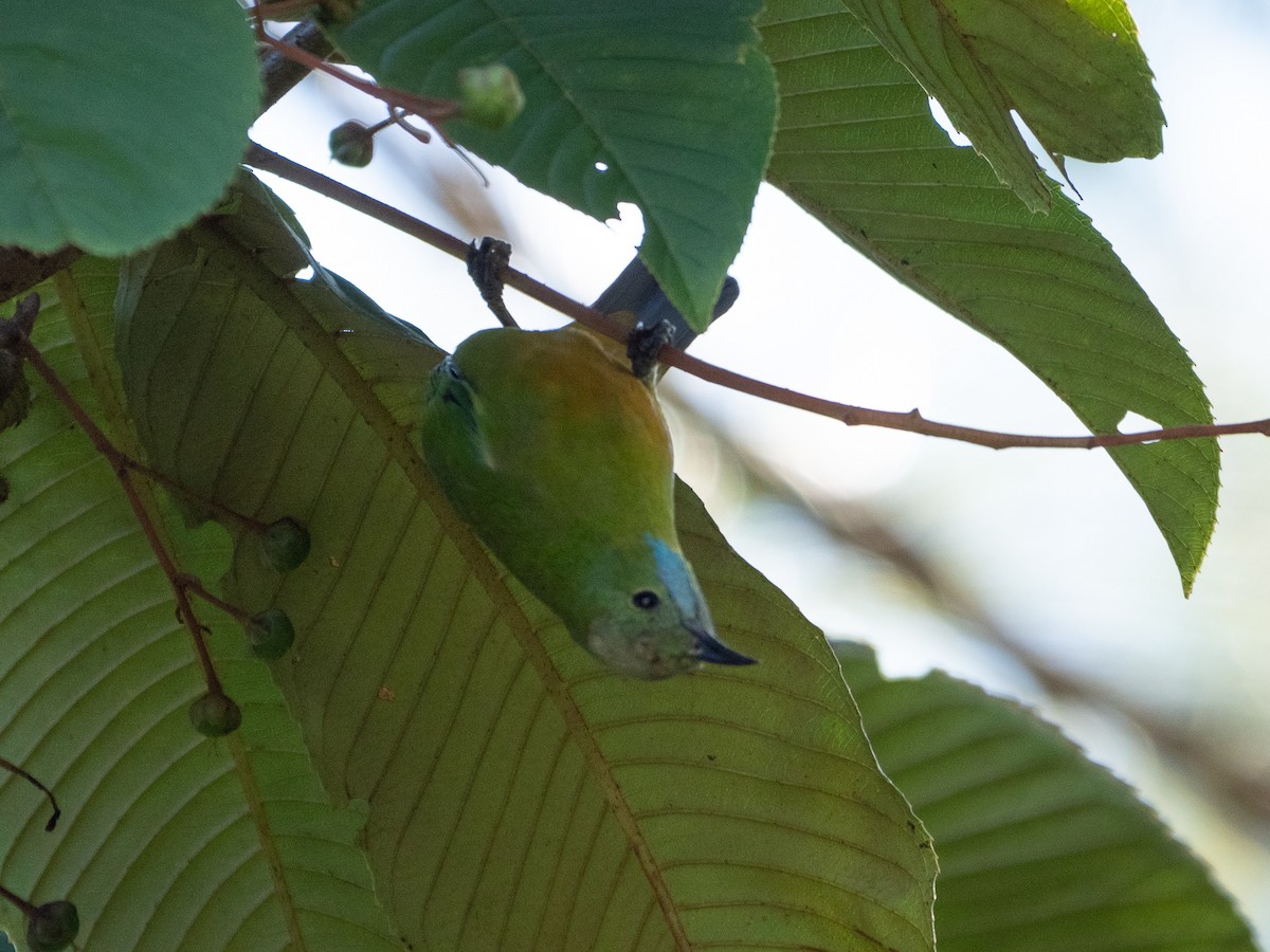 Orange-bellied Leafbird - ML300297511