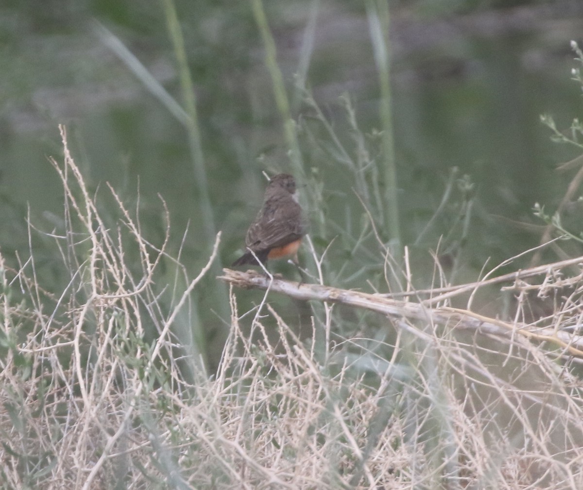 Vermilion Flycatcher - logan kahle