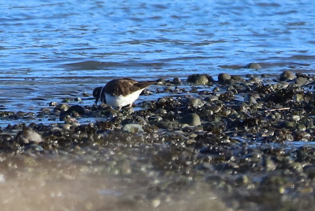 Killdeer - ML300300301