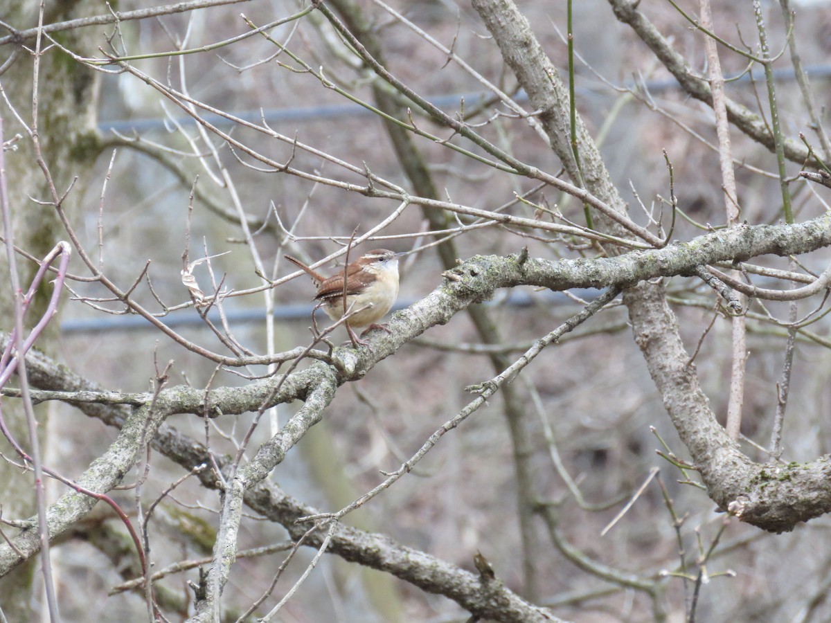 Carolina Wren - ML300300971