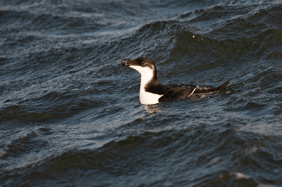 Razorbill - Stephen Davies