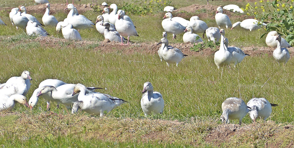 Snow Goose - ML300303841