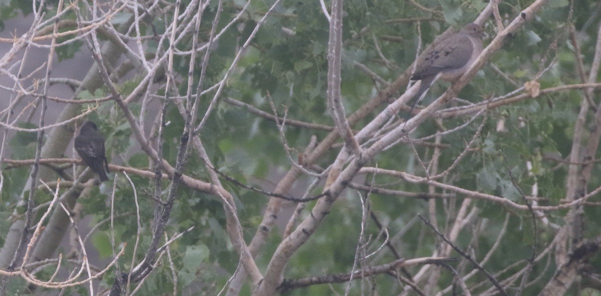 Mourning Dove - logan kahle