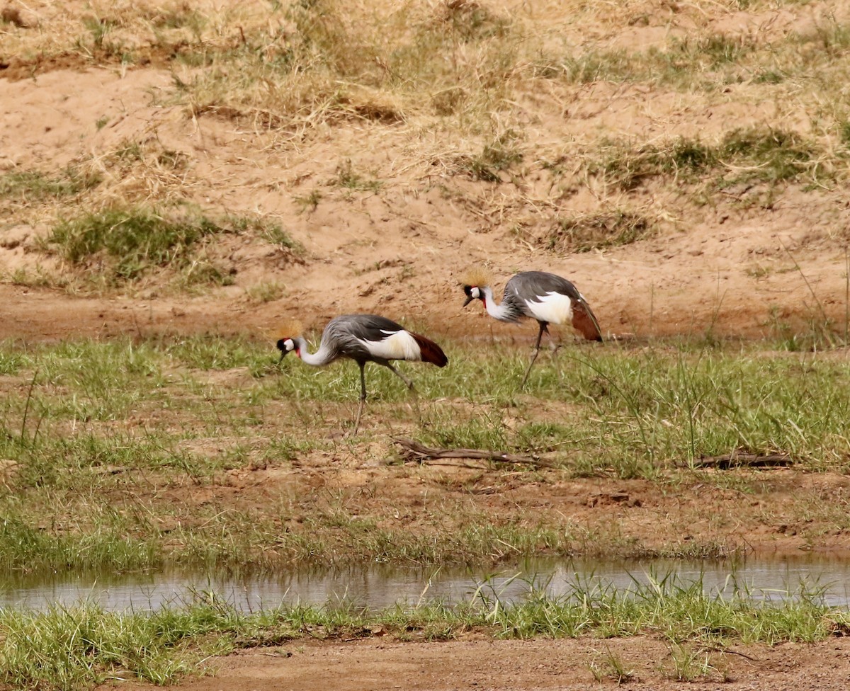 Gray Crowned-Crane - Adam Dudley