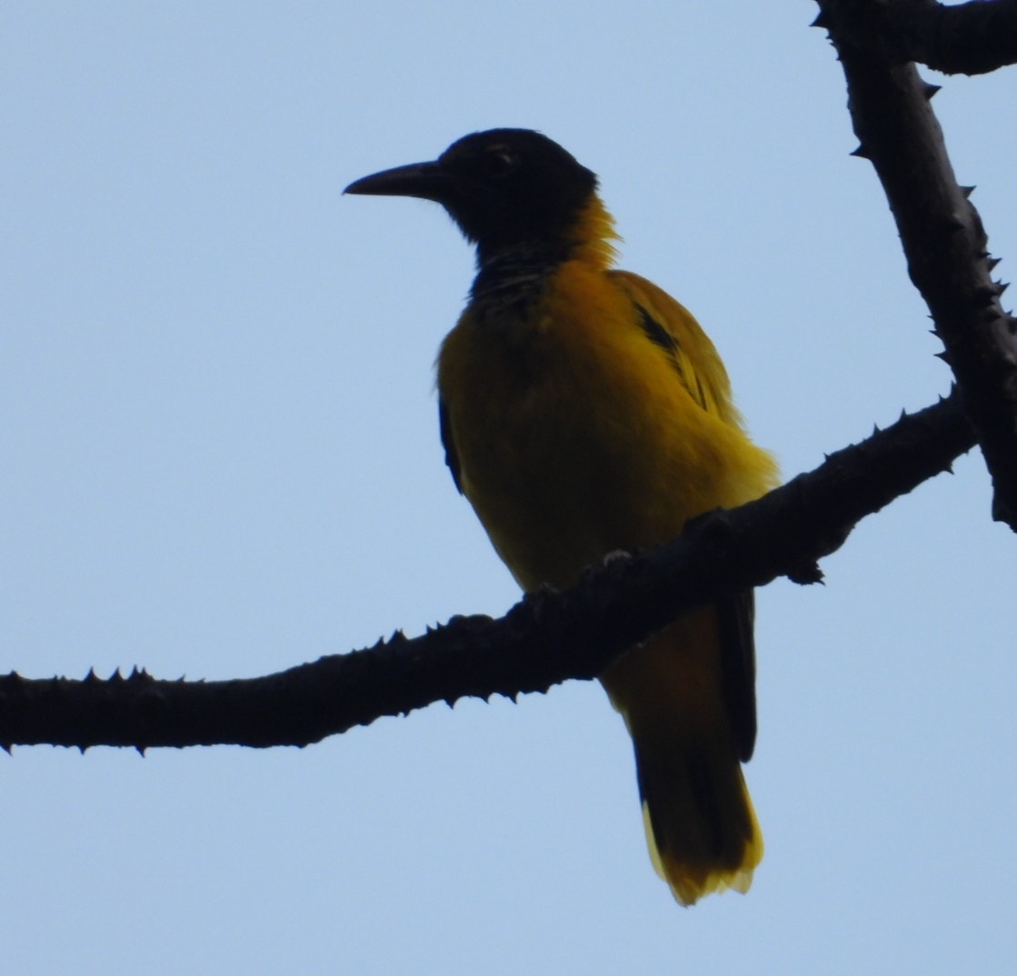 Indian Golden Oriole - ML300306211