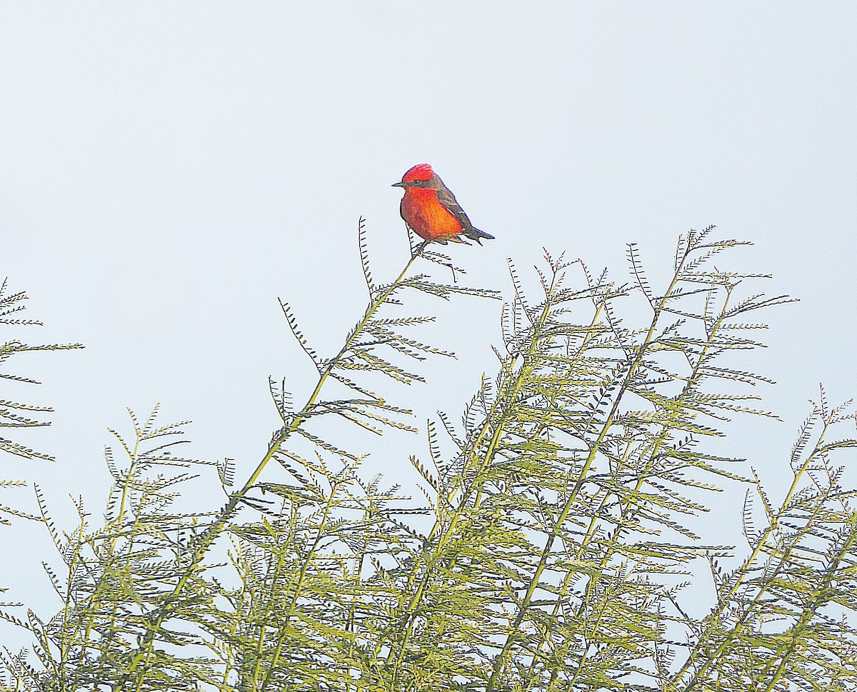 Vermilion Flycatcher - ML300306251