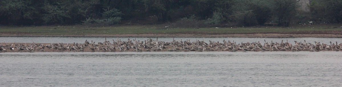 pelikán skvrnozobý - ML30030631