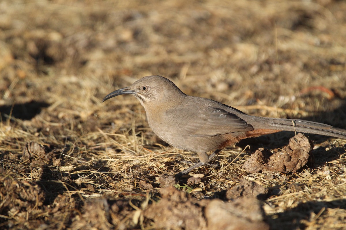 Crissal Thrasher - ML300307991