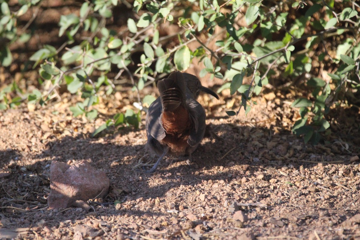Crissal Thrasher - ML300308021