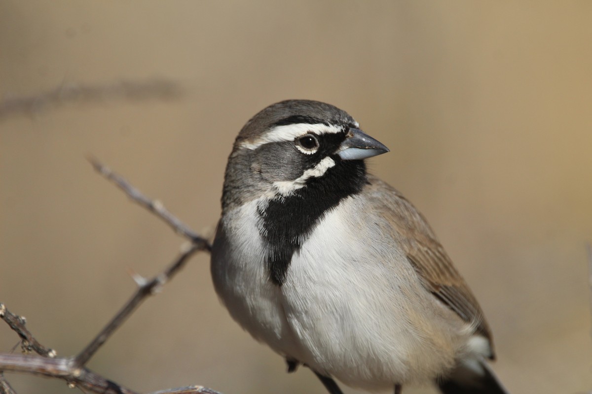 Black-throated Sparrow - ML300308041