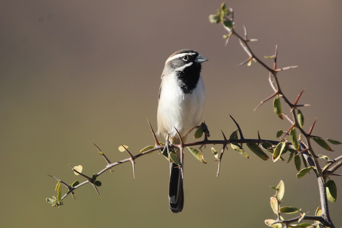 Black-throated Sparrow - ML300308051
