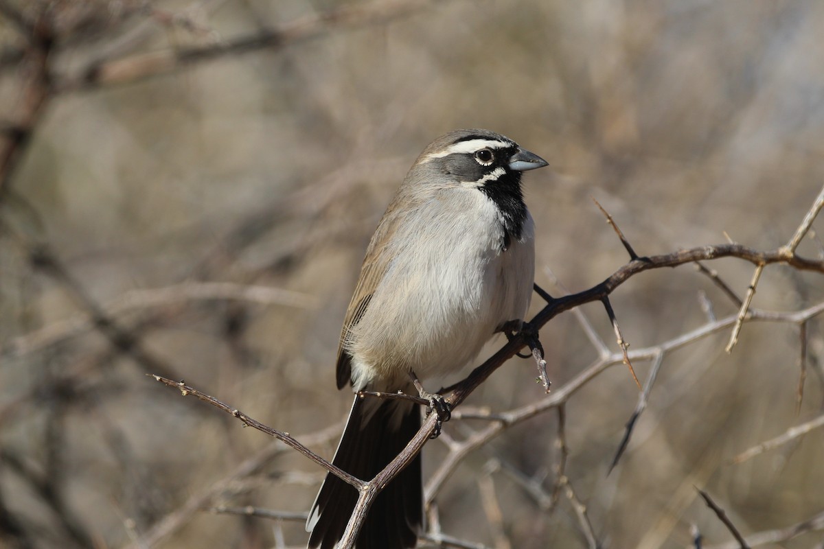 Black-throated Sparrow - ML300308061