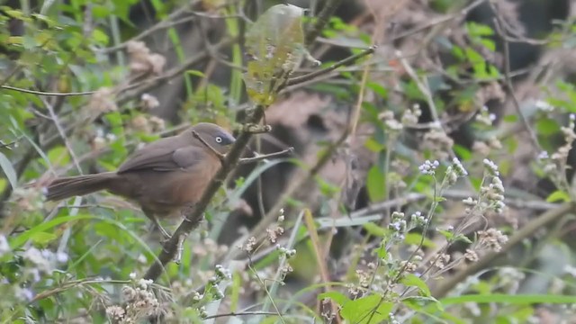 Rufous Babbler - ML300308861