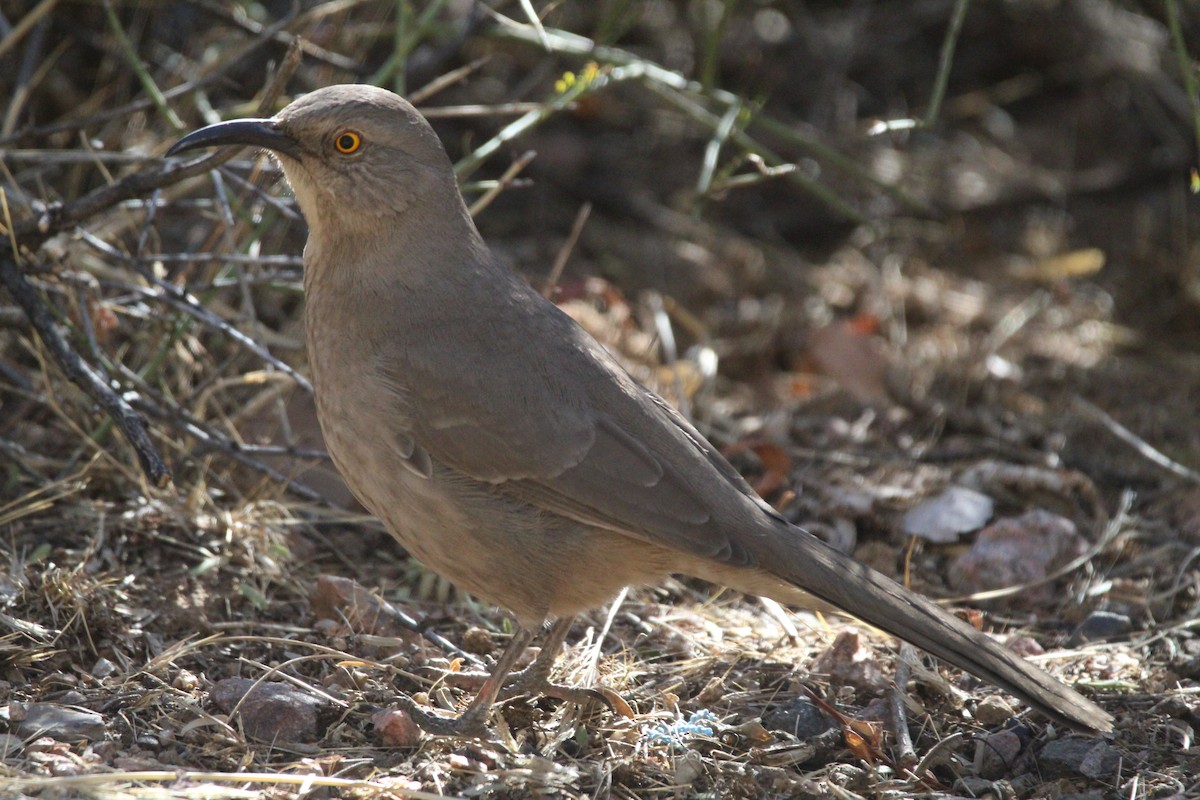 Curve-billed Thrasher - ML300308891