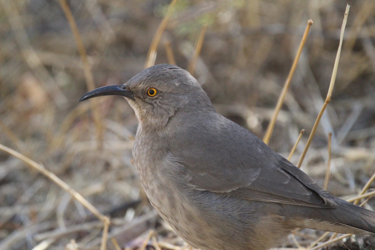 Curve-billed Thrasher - ML300308901