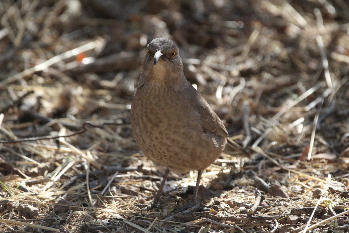 Curve-billed Thrasher - ML300308911