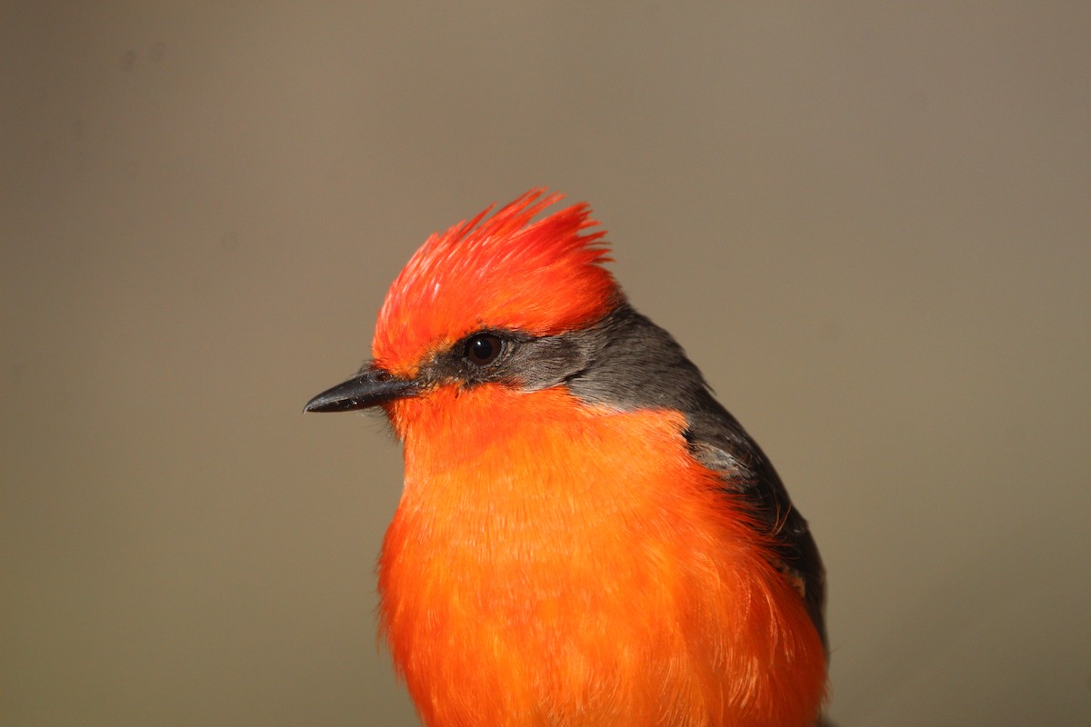 Vermilion Flycatcher - ML300309021