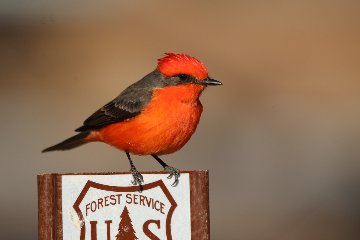 Vermilion Flycatcher - ML300309031
