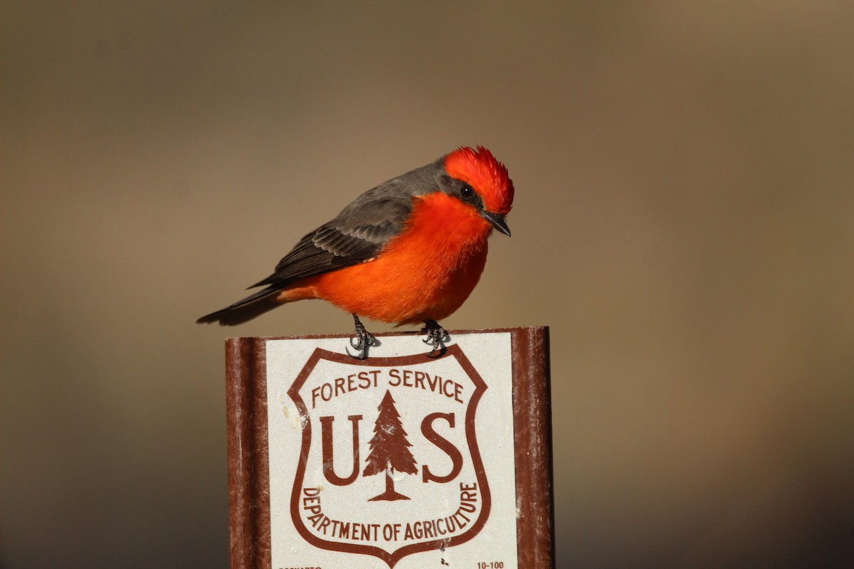 Vermilion Flycatcher - ML300309041
