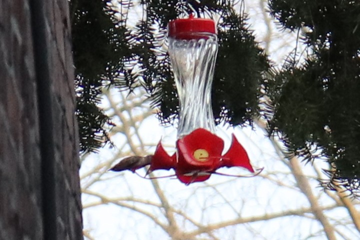 Colibrí de Allen - ML300309171