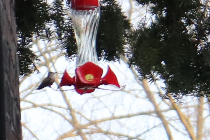 Allen's Hummingbird - ML300309181