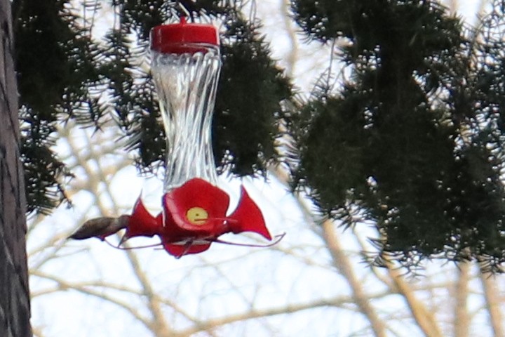 Colibrí de Allen - ML300309191