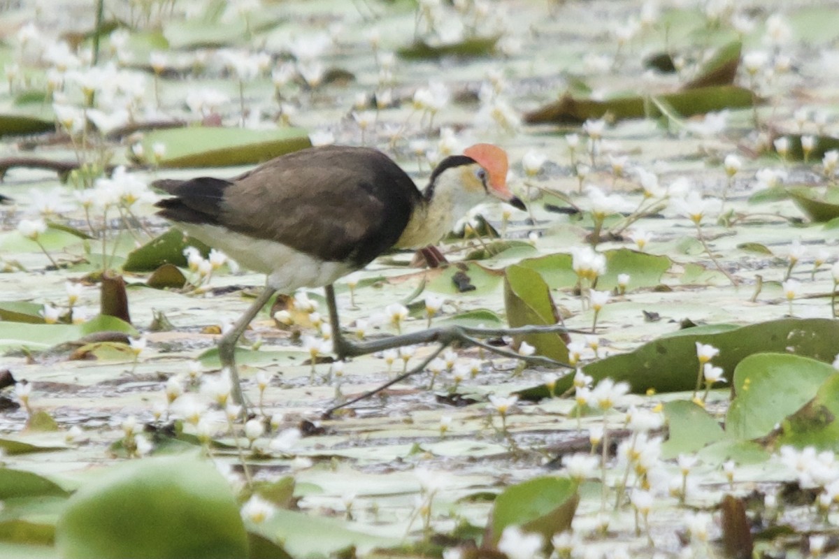 Comb-crested Jacana - ML300310311