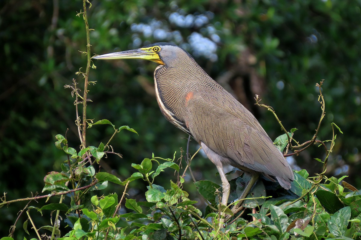 Bare-throated Tiger-Heron - ML300312921