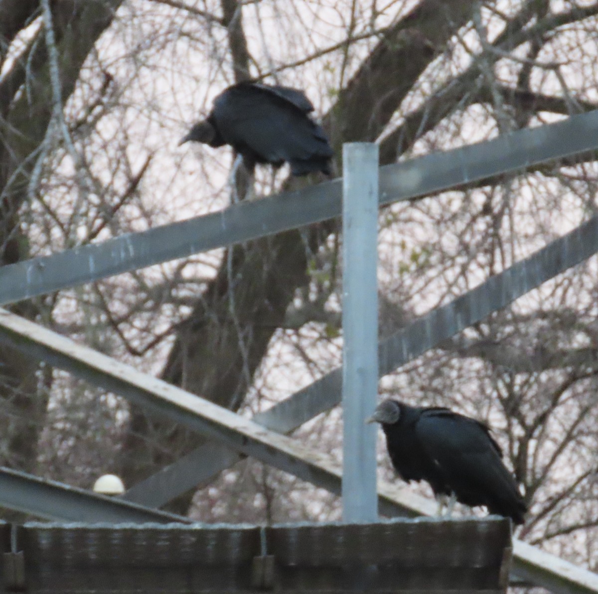 Black Vulture - Bill Wright_cc