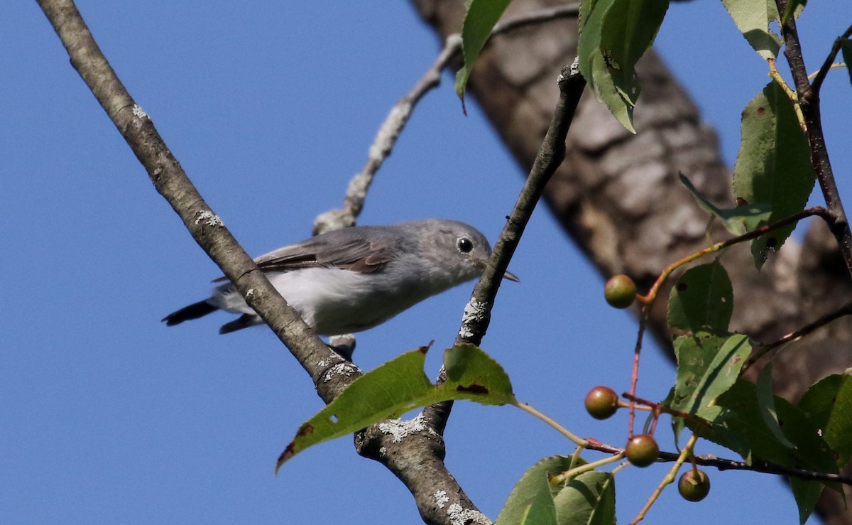 Blue-gray Gnatcatcher (caerulea) - ML300313111