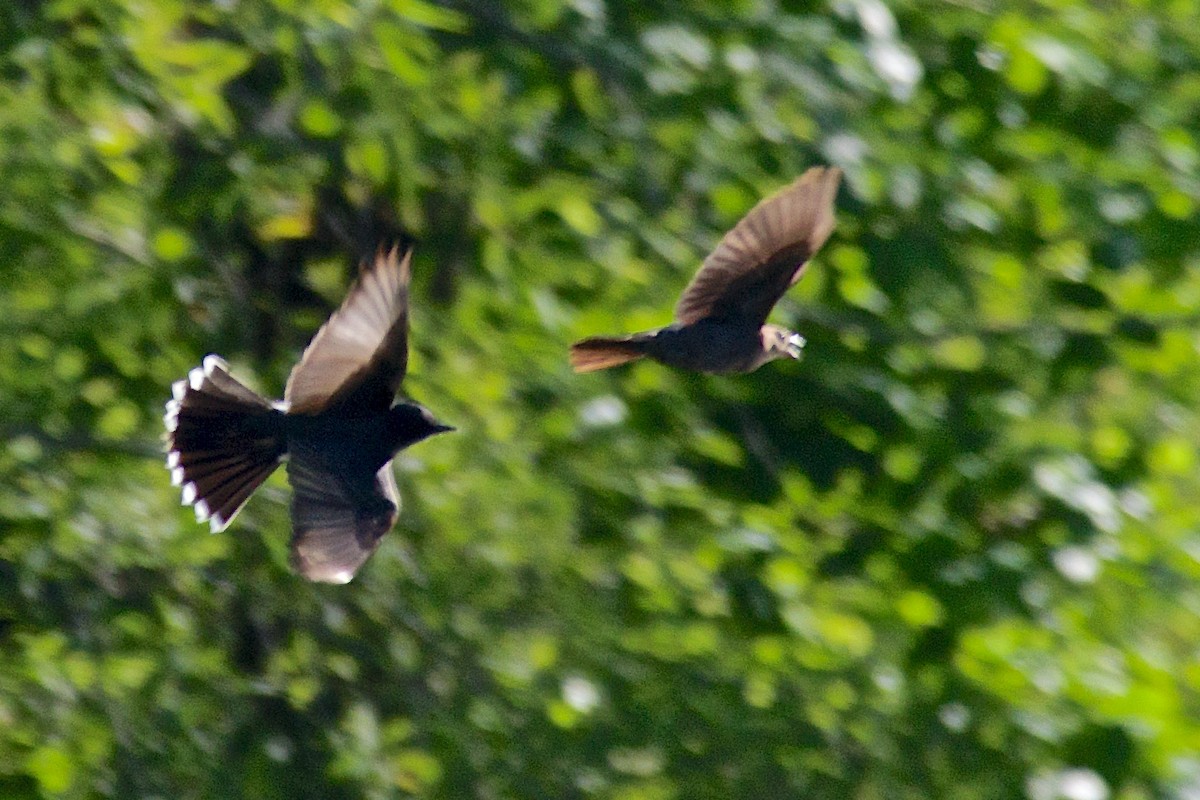 Brown-headed Cowbird - ML30031571