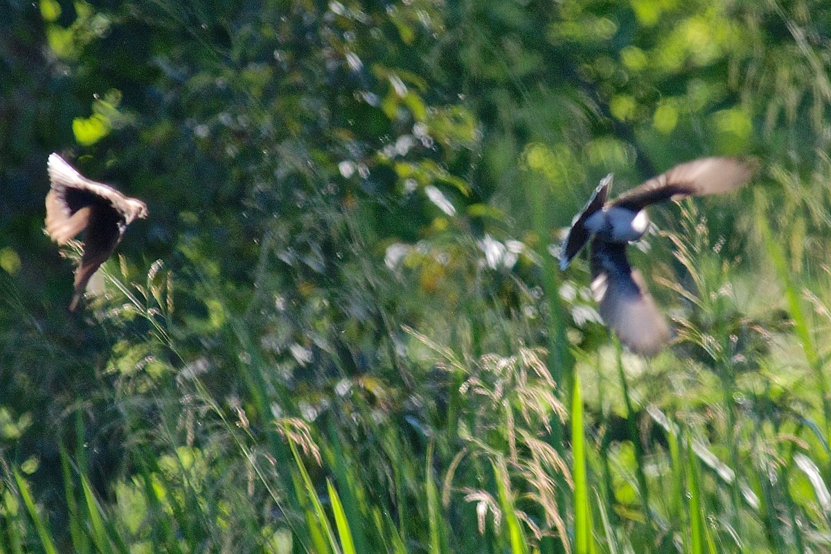 Brown-headed Cowbird - ML30031581